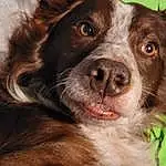Dog, Dog breed, Carnivore, Liver, Pont-audemer Spaniel, Whiskers, Companion dog, Working Animal, Snout, Canidae, Furry friends, Fang, Border Collie, Texas Heeler, Working Dog, Gun Dog, Herding Dog, Shout, Hunting Dog