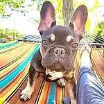 Dog, Dog breed, Carnivore, Ear, Plant, Working Animal, Tree, Companion dog, Fawn, Grass, Leisure, Fun, Snout, Collar, Toy Dog, Electric Blue, Wrinkle, Sky, Dog Collar