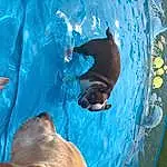 Water, Azure, Fluid, Carnivore, Fawn, Leisure, Snout, Recreation, Fin, Marine Mammal, Fun, Electric Blue, Common Bottlenose Dolphin, Terrestrial Animal, Dolphin, Bottlenose Dolphin