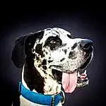 Head, Dog, Dog breed, Carnivore, Working Animal, Dalmatian, Companion dog, Collar, Snout, Whiskers, Dog Collar, Canidae, Working Dog, Non-sporting Group