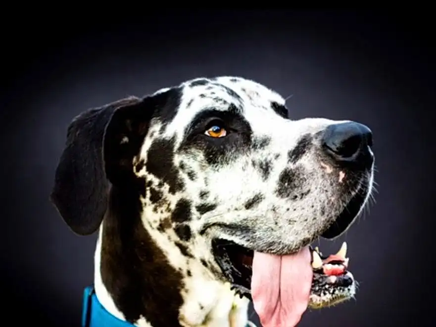 Head, Dog, Dog breed, Carnivore, Working Animal, Dalmatian, Companion dog, Collar, Snout, Whiskers, Dog Collar, Canidae, Working Dog, Non-sporting Group