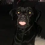 Dog, Dog breed, Carnivore, Companion dog, Fawn, Whiskers, Working Animal, Snout, Pug, Furry friends, Toy Dog, Canidae, Terrestrial Animal, Borador, Guard Dog, Non-sporting Group, Darkness, Liver