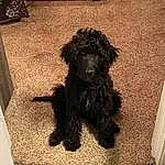Dog, Water Dog, Dog breed, Carnivore, Companion dog, Toy Dog, Snout, Terrier, Furry friends, Poodle, Working Animal, Canidae, Labradoodle, Yorkipoo, Small Terrier, Poodle Crossbreed, Liver, Non-sporting Group