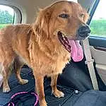 Dog, Dog breed, Carnivore, Companion dog, Fawn, Snout, Vehicle Door, Plant, Furry friends, Vehicle, Canidae, Collar, Window, Retriever, Whiskers, Gun Dog, Car, Windshield, Chair