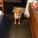 Dog, Dog breed, Wood, Carnivore, Companion dog, Fawn, Hardwood, Working Animal, Snout, Laminate Flooring, Chair, Wood Stain, Varnish, Pet Supply, Cabinetry, Wood Flooring, Canidae