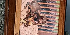 Name Doberman Pinscher Dog Gator