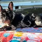 Dog, Dog breed, Carnivore, Fawn, Companion dog, Ear, Toy Dog, Grass, Snout, Whiskers, Working Animal, Canidae, French Bulldog, Terrestrial Animal, Boston Terrier, Carmine, Bulldog, Non-sporting Group