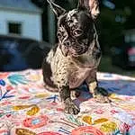 Dog, Dog breed, Carnivore, Fawn, Companion dog, Working Animal, Snout, Grass, Bulldog, Toy Dog, Canidae, Event, French Bulldog, Whiskers, Art, Linens, Terrestrial Animal, Non-sporting Group