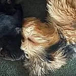 Dog, Carnivore, Dog breed, Liver, Fawn, Companion dog, Toy Dog, Snout, Small Terrier, Terrier, Furry friends, Dog Supply, Canidae, Working Animal, Tail, Puppy love, Nap, Yorkipoo, Poodle Crossbreed