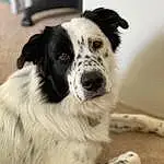 Dog, Carnivore, Dog breed, Companion dog, Whiskers, Snout, Furry friends, Door, Herding Dog, Terrestrial Animal, Working Dog, Canidae, Working Animal