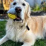 Dog, Plant, Dog breed, Carnivore, Companion dog, Fawn, Grass, Snout, Collar, Whiskers, Gun Dog, Canidae, Biting, Fang, Tail, Terrestrial Animal, Working Dog, Furry friends, Working Animal