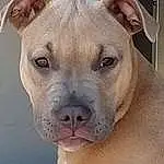 Dog, Dog breed, Carnivore, Whiskers, Fawn, Companion dog, Snout, Canidae, Terrestrial Animal, Collar, Working Animal, Molosser, Wrinkle, Giant Dog Breed, Working Dog, Ancient Dog Breeds, Non-sporting Group, Furry friends, Cordoba Fighting Dog