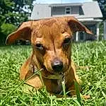 Dog, Plant, Carnivore, Dog breed, Liver, Fawn, Whiskers, Working Animal, Companion dog, Grass, Sky, Cloud, Snout, Groundcover, Collar, Grassland, Terrestrial Animal, Pet Supply, Prairie, Tree