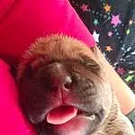 Nose, Dog, Carnivore, Textile, Dog breed, Gesture, Pink, Companion dog, Wrinkle, Whiskers, Snout, Magenta, Comfort, Felidae, Working Animal, Close-up, Foot, Human Leg, Small To Medium-sized Cats, Furry friends
