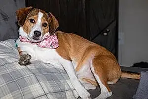 Name Beagle Dog Freyja