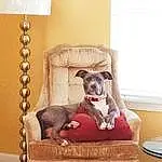 Dog, Furniture, Dog breed, Comfort, Carnivore, Dog Supply, Couch, Wood, Fawn, Companion dog, Working Animal, Hardwood, Pet Supply, Canidae, Room, Living Room, Window, Tail, Studio Couch