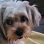 Dog, Eyes, Carnivore, Dog breed, Companion dog, Toy Dog, Snout, Working Animal, Small Terrier, Terrier, Shih Tzu, Liver, Close-up, Shih-poo, Furry friends, Plant, Canidae, Mal-shi, Biewer Terrier