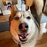 Dog, Dog breed, Jaw, Carnivore, Collar, Whiskers, Fawn, Companion dog, Working Animal, Snout, Wood, Sled Dog, Hardwood, Furry friends, Tail, Foot, Varnish, Working Dog
