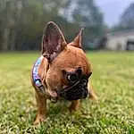 Dog, Dog breed, Carnivore, Plant, Ear, Grass, Companion dog, Fawn, Whiskers, Toy Dog, Bulldog, Snout, Working Animal, Lawn, Terrestrial Animal, Grassland, Canidae, Boston Terrier, Sky
