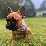 Dog, Plant, Carnivore, Dog breed, Working Animal, Bulldog, Companion dog, Grass, Fawn, Toy Dog, Boston Terrier, Snout, Terrestrial Animal, Whiskers, Canidae, Wrinkle, Pet Supply, Grassland, Tree