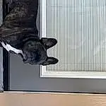 Window, Dog, Carnivore, Grey, Felidae, Wood, Fawn, Dog breed, Small To Medium-sized Cats, Snout, Tail, Whiskers, Window Covering, Canidae, Domestic Short-haired Cat, Sash Window, Rectangle, Window Treatment, Pattern