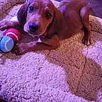 Dog, Carnivore, Dog breed, Fawn, Companion dog, Snout, Ball, Toy, Sand, Paw, Magenta, Hound, Dog Toy, Fun, Scent Hound, Wool