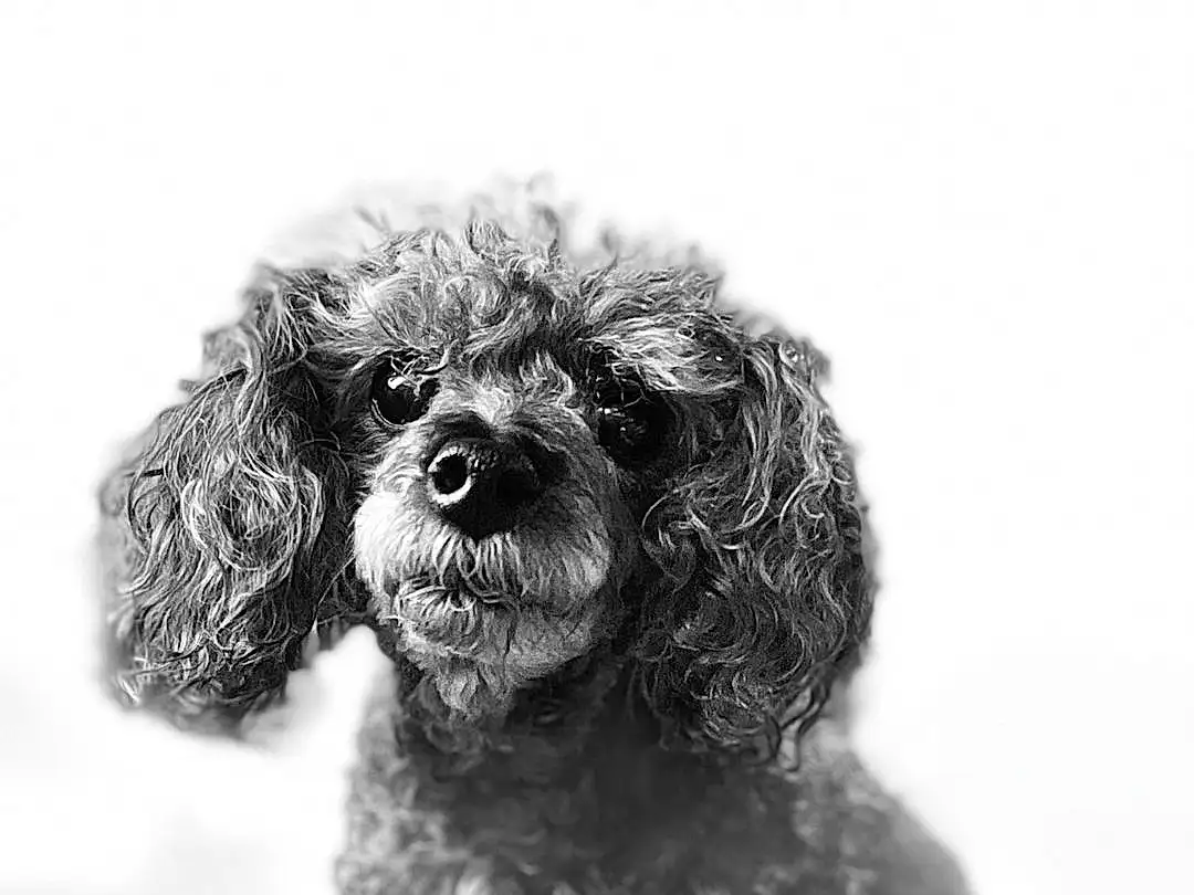 Dog, Water Dog, Carnivore, Style, Dog breed, Companion dog, Toy Dog, Poodle, Working Animal, Black & White, Terrier, Monochrome, Snout, Furry friends, Terrestrial Animal, Canidae, Maltepoo, Whiskers, Poodle Crossbreed