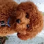 Brown, Dog, Toy, Dog breed, Carnivore, Companion dog, Fawn, Snout, Stuffed Toy, Water Dog, Working Animal, Toy Dog, Liver, Furry friends, Poodle, Terrestrial Animal, Canidae