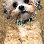 Dog, Carnivore, Dog breed, Water Dog, Companion dog, Toy Dog, Liver, Working Animal, Snout, Dog Supply, Terrier, Small Terrier, Furry friends, Canidae, Dog Collar, Mal-shi, Yorkipoo, Maltepoo, Plant