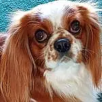 Dog, Liver, Carnivore, Dog breed, Fawn, Companion dog, Toy Dog, Snout, King Charles Spaniel, Working Animal, Whiskers, Furry friends, Canidae, Cavalier King Charles Spaniel, Spaniel, Japanese Chin