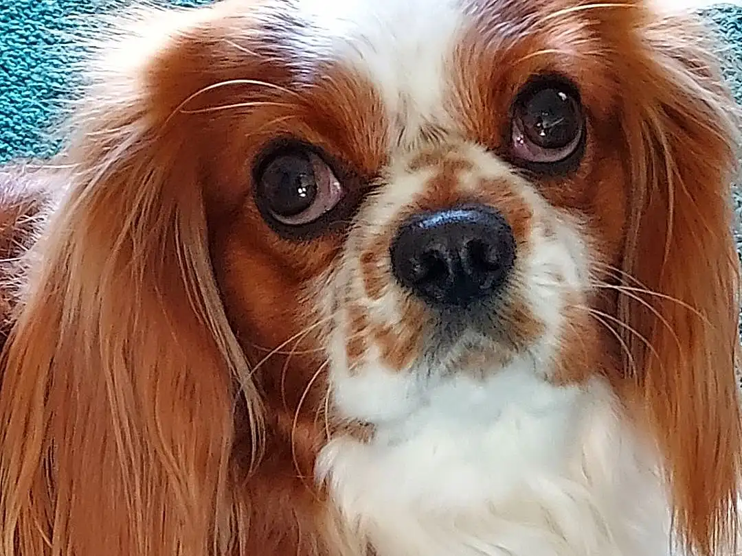 Dog, Liver, Carnivore, Dog breed, Fawn, Companion dog, Toy Dog, Snout, King Charles Spaniel, Working Animal, Whiskers, Furry friends, Canidae, Cavalier King Charles Spaniel, Spaniel, Japanese Chin