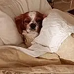 Dog, Dog breed, Carnivore, Comfort, Liver, Companion dog, Fawn, Working Animal, Snout, Linens, Dog Supply, Bored, Furry friends, Canidae, Bedding, Nap, Gun Dog, Sleep, Terrestrial Animal