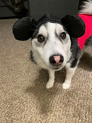 Pomsky Dog Mickey