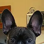 Dog, Dog breed, Carnivore, Ear, Working Animal, Bulldog, Whiskers, Companion dog, Fawn, Window, Snout, Wrinkle, French Bulldog, Toy Dog, Canidae, Non-sporting Group, Terrestrial Animal, Collar