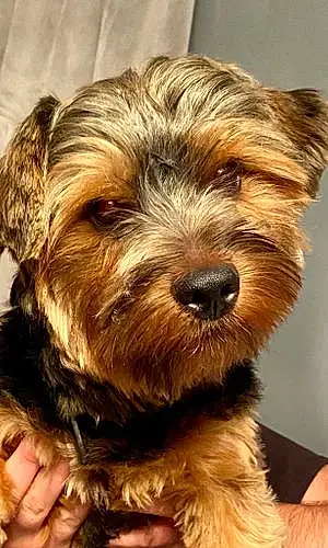 Name Yorkshire Terrier Dog Jaxon