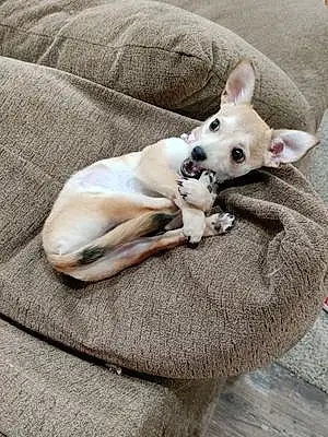 Firstname Chihuahua Dog Angel