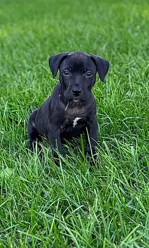 Name Mixed breed Dog Duke