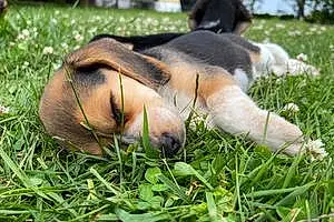 Name Beagle Dog Axl