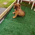 Dog, Dog breed, Carnivore, Liver, Plant, Bulldog, Companion dog, Grass, Fawn, Felidae, Groundcover, Snout, Tail, Lawn, Toy Dog, Wood, Chair