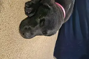Name Labrador Retriever Dog Leia