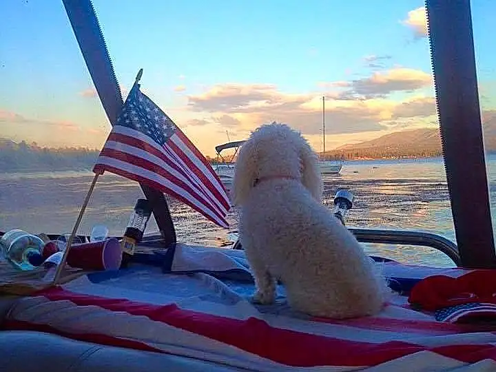 Sky, Cloud, Boat, Boats And Boating--equipment And Supplies, Leisure, Recreation, Horizon, Electric Blue, Travel, Water Transportation, Toy, Wind, Ocean, Landscape, Cumulus, Stuffed Toy, Air Travel, Watercraft, Vacation, Companion dog
