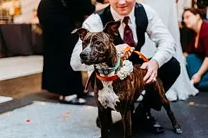 Name Pitt Bull Terrier Dog Mazikeen