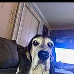 Dog, Carnivore, Comfort, Fawn, Dog breed, Working Animal, Companion dog, Snout, Couch, Window, Canidae, Metal, Whiskers, Square, Door, Guard Dog, Non-sporting Group, Cloud, Hound