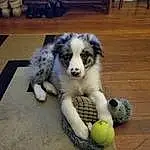 Dog, Dog breed, Small To Medium-sized Cats, Carnivore, Felidae, Fawn, Whiskers, Companion dog, Wood, Tail, Snout, Ball, Stuffed Toy, Furry friends, Paw, Toy, Domestic Short-haired Cat, Tennis Ball, Canidae
