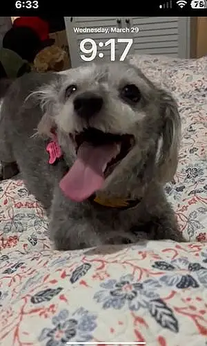 Norfolk Terrier Dog Coco Chanel