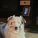 Dog, Dog breed, Carnivore, Companion dog, Snout, Television, Borzoi, Canidae, Small Terrier, Furry friends, Terrier, Hardwood, Wood, Working Animal