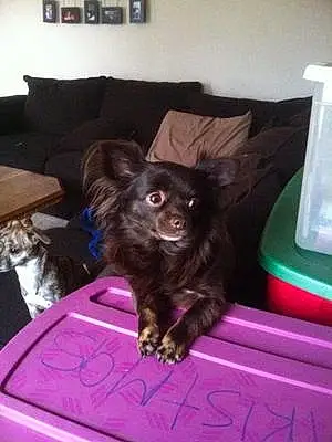 Name Chihuahua Dog Rico