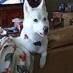 Dog, Dog breed, Carnivore, Fawn, Companion dog, Snout, Tail, Canidae, Working Animal, Television, Furry friends, Home Appliance, Collar, Table, Terrestrial Animal, Door, Non-sporting Group, Ancient Dog Breeds