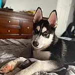 Dog, Cabinetry, Carnivore, Dog breed, Sled Dog, Comfort, Grey, Drawer, Companion dog, Chest Of Drawers, Whiskers, Working Animal, Furry friends, Siberian Husky, Sitting, Wood, Chest, Canis, Working Dog
