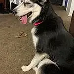Dog, Sled Dog, Jaw, Carnivore, Companion dog, Dog breed, Working Animal, Collar, Canidae, Furry friends, Canis, Working Dog, Foot, Fang, Non-sporting Group, Ancient Dog Breeds